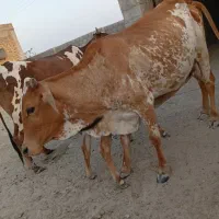 سه عدد گاو نژاد پاکستانی سالم   گاو پنج ماه آبستن|حیوانات مزرعه|سیریک, |دیوار