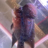 فلاور تایلندی