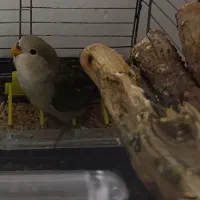 طوطی برزیلی