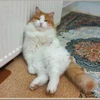 گربه نر عقیم شده و گم شده|حیوانات|املش, |دیوار