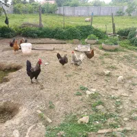 تعدادی مرغ محلی و خروس