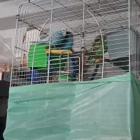 مرغ عشق  یک جفت خوش رنگ وخوش صدا|پرنده|ایزدشهر, |دیوار