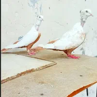 دم زرد.سینه سیاه