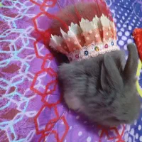 خرگوش لوپ پشمالو|موش و خرگوش|چابهار, |دیوار