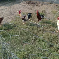 بوقلمون ارگانیک و خروس محلی|حیوانات مزرعه|سنگر, |دیوار