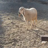 گوراند لتگی فروشی