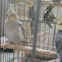 عروس هلندی|پرنده|ری, سیزده آبان|دیوار