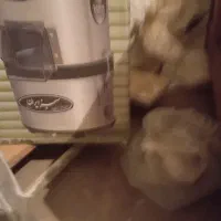 سبزی خرد کن