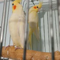 طوطی عروس هلندی