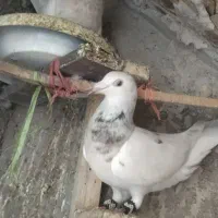 ماده‌هفرنگ