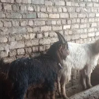 بزغاله‌دوبری