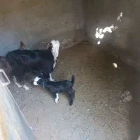 بزجوان
