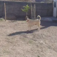 ماده پژدر عراقی فروشی|سگ|ایجرود, |دیوار