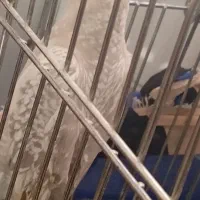 عروس هلندی|پرنده|سنندج, |دیوار