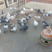 کبوتر فروشی|پرنده|گمیشان, |دیوار