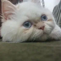 گربه پرشین ۷ ماهه شناسنامه دار