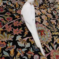 عروس هلندی مولد جهت معاوضه