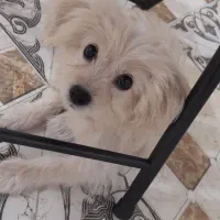 گم شده|حیوانات|بندر گناوه, |دیوار