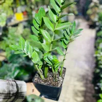 گل و گیاه طبیعی