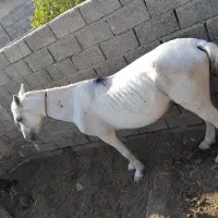 فروشی هست نریان یک شکل سفید یک دست