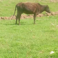 یک رس گاو شکم اول با گوساله ماده