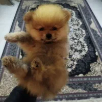 تعدادی پامرانین