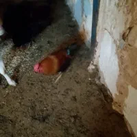 معاوضه خروس رسمی