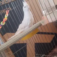 عروس هلندی|پرنده|نورآباد, |دیوار