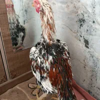 خروس و مرغ لاری اصل نژاد افغان|حیوانات مزرعه|خاش, |دیوار