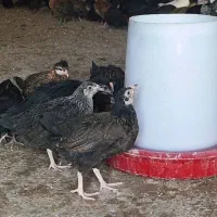 پرورش وفروش مرغ محلی|حیوانات مزرعه|شیراز, گویم|دیوار