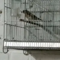 طوطی عروس هلندی|پرنده|اندیمشک, |دیوار