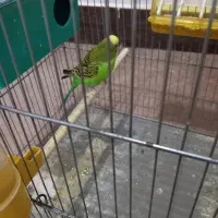 یک مرغ عشق نیمه دستی