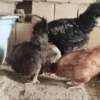 خروس گلین|حیوانات مزرعه|تهران, امیریه|دیوار