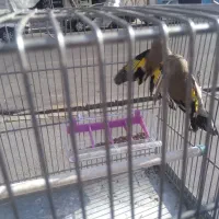 سلام ۲ عدد سهره گاوی درشت به شرط نر بودن تضمینی|پرنده|فردیس, فردیس|دیوار