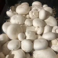 کارگر کارخانه قارچ|استخدام صنعتی، فنی، مهندسی|رینه, |دیوار