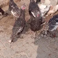 بوقلمون فورشی