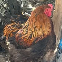 جوجه دوتک گلین فقط و فقط ۶۰۰