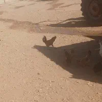 فروش خروس ومرغ محلی