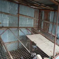 گاری|فروشگاه و مغازه|رشت, نخودچر|دیوار