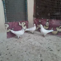 کفتر کبوتر چادری|پرنده|محمدشهر, محمدشهر|دیوار