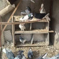 کبوتر|پرنده|قزوین, |دیوار