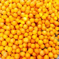 پرتقال خونی