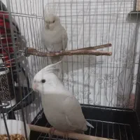 عروس هلندی آلبینو سخنگو