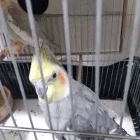 فروش یک جفت عروس هلندی و یه عروس نر بالغ مست|پرنده|دره شهر, |دیوار