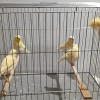 جوجه قناری موزاییکی زرد و قرمز