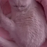 گربه اسکاتیشunfold