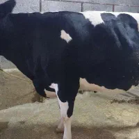 گاو ابستن|حیوانات مزرعه|سرپل ذهاب, |دیوار