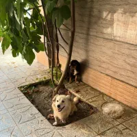 سگ باهوش