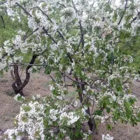 فروش-باغ-خوش-جا