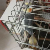 عروس هلندی نر و ماده مولد|پرنده|کهریزک, |دیوار